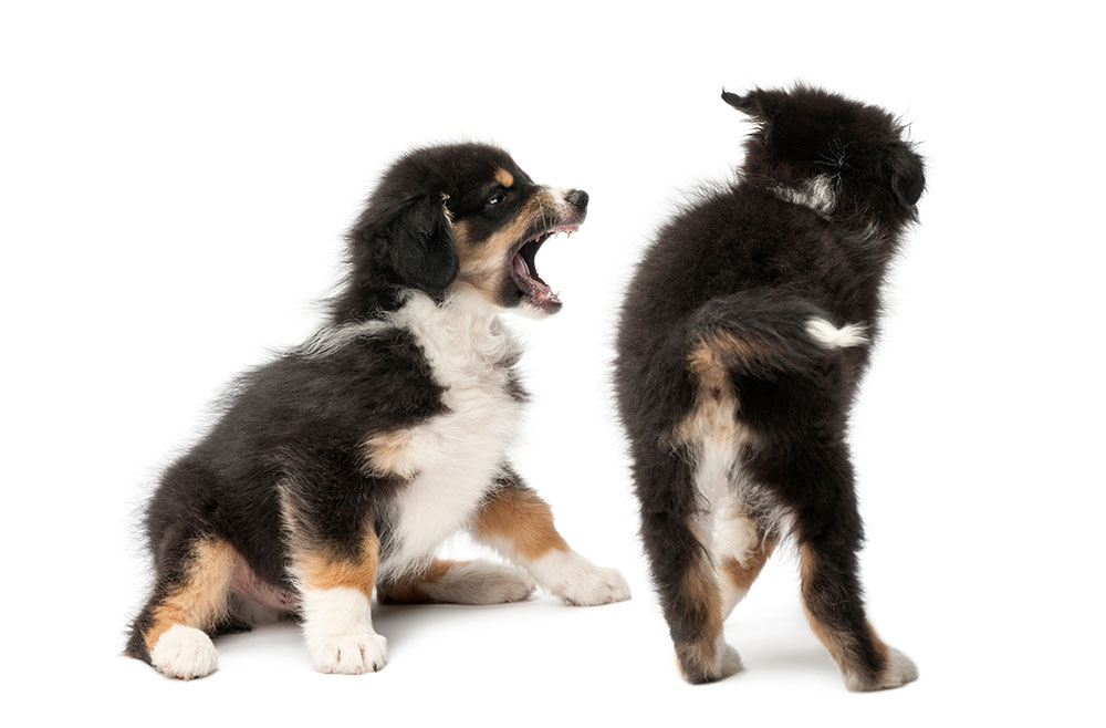 Photo of a puppy snarling at another puppy